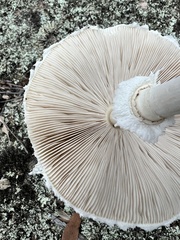 Macrolepiota dolichaula