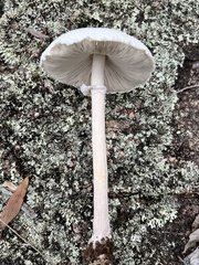 Macrolepiota dolichaula