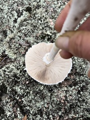 Macrolepiota dolichaula