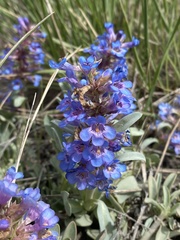 Penstemon nitidus