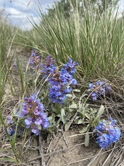 Penstemon nitidus
