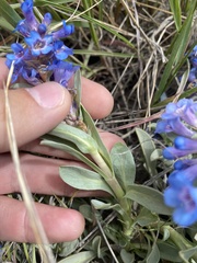 Penstemon nitidus