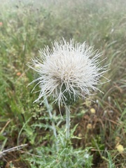 Cirsium engelmannii