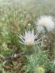 Cirsium engelmannii