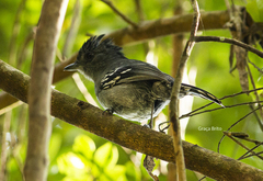 Thamnophilus caerulescens