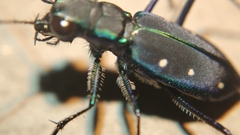 Cicindela flavomaculata