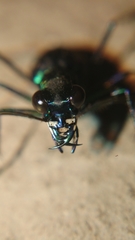 Cicindela flavomaculata