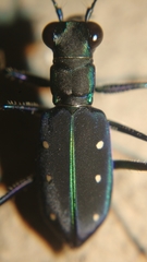 Cicindela flavomaculata