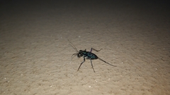 Cicindela flavomaculata