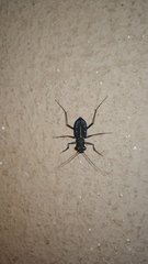 Cicindela flavomaculata