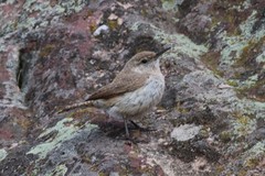 Salpinctes obsoletus obsoletus