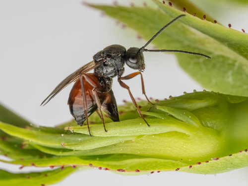 Mossy Rose Gall Wasp photographed in Poland