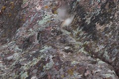 Salpinctes obsoletus obsoletus