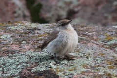 Salpinctes obsoletus obsoletus