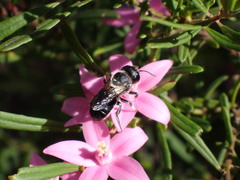 Megachile punctata