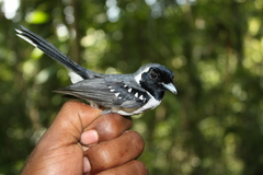 Spot-Winged Monarch photo 2