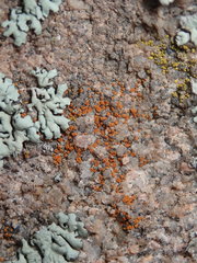 Rufoplaca arenaria
