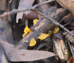 Heterotextus miltinus