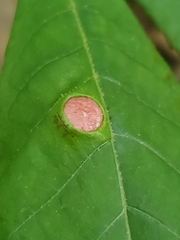 Phylloxera caryaeavellana