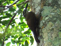 Xiphocolaptes albicollis