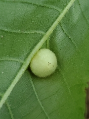 Phylloxera caryaeavellana