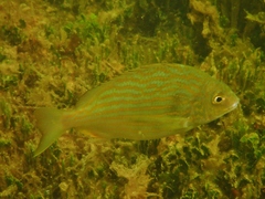 Archosargus rhomboidalis