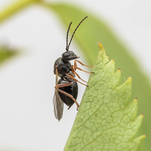 Periclistus brandtii