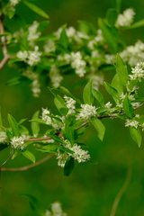 Fontanesia phillyreoides