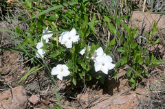 Mandevilla brachysiphon