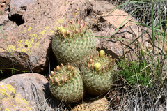Coryphantha recurvata