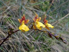 Cyrtochilum aureum