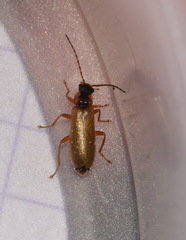 Rhagonycha testacea