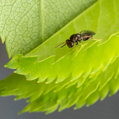 Pteromalus bedeguaris