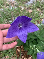 Platycodon