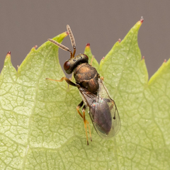 Pteromalus bedeguaris