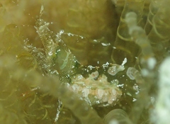 Periclimenes yucatanicus image