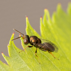 Pteromalus bedeguaris