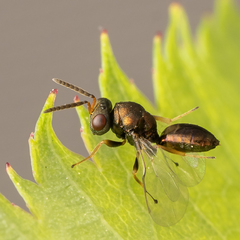 Pteromalus bedeguaris