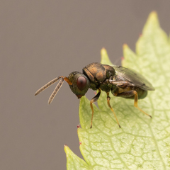 Pteromalus bedeguaris