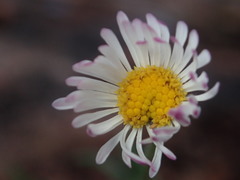 Erigeron flagellaris