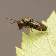 Pteromalus bedeguaris