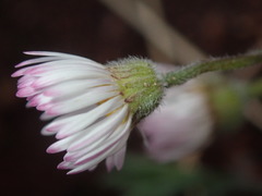 Erigeron flagellaris