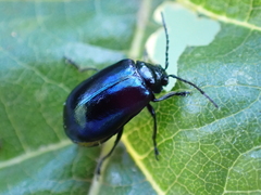 Agelastica alni