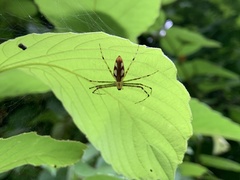 Tapinillus