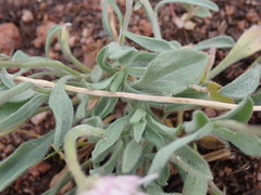 Erigeron flagellaris