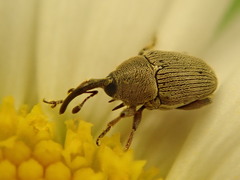 Geraeus