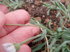 Erigeron flagellaris