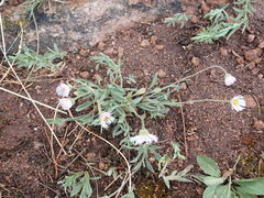 Erigeron flagellaris