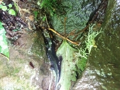 Desmognathus imitator