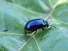 Agelastica alni